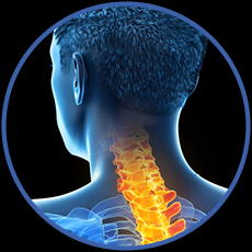 Neck or Cervical Spine